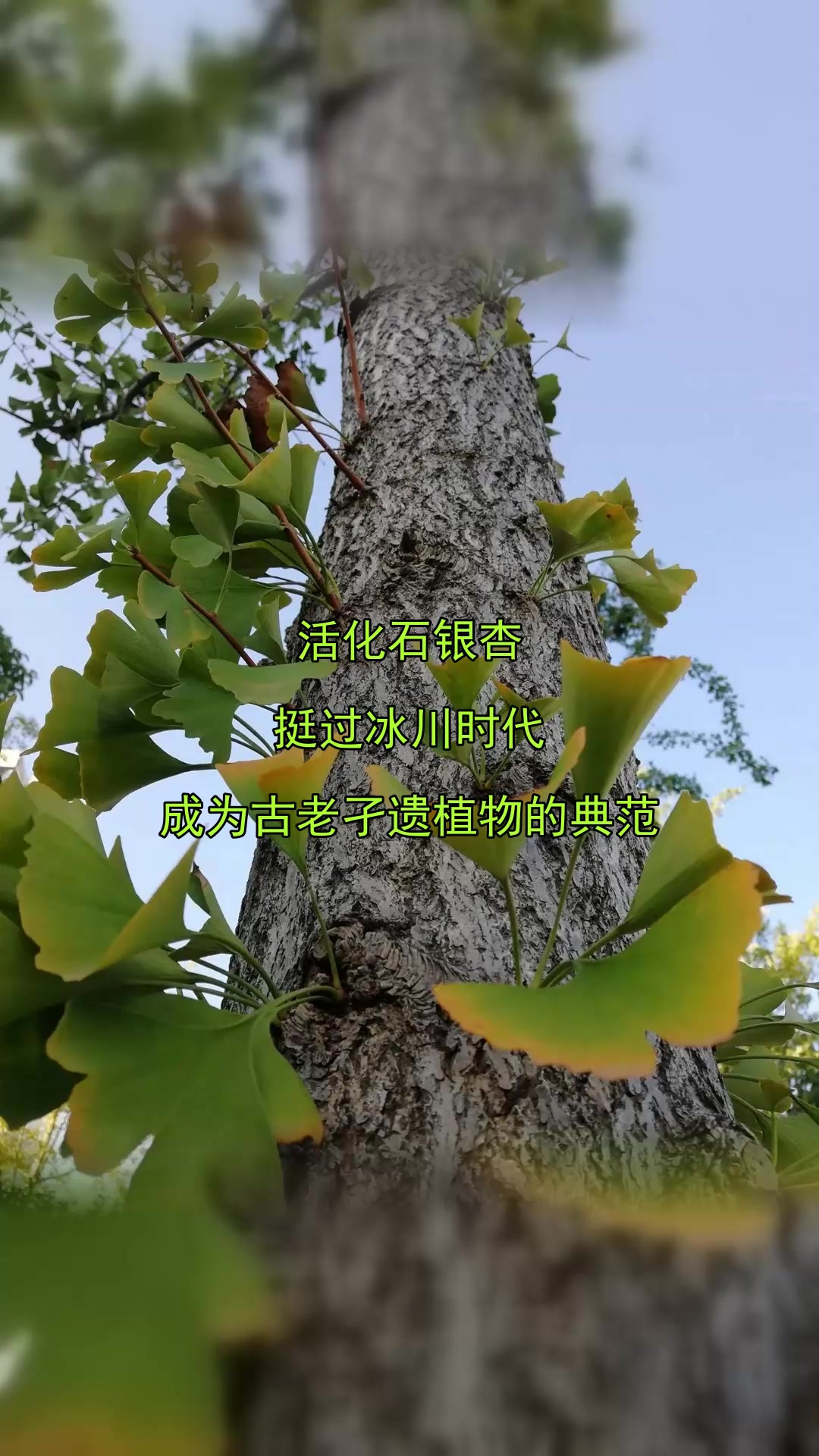 活化石银杏,挺过冰川时代,成为古老孑遗植物的典范