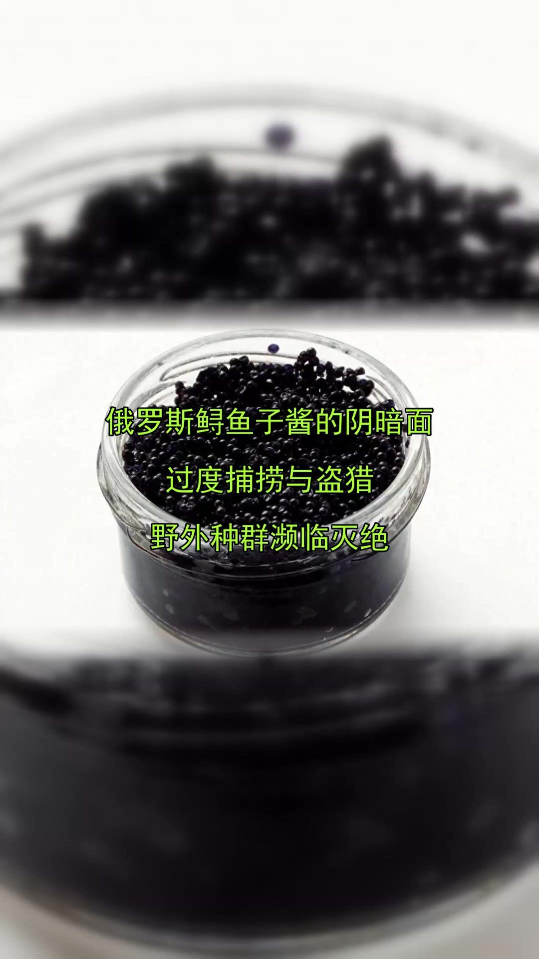 俄罗斯鲟鱼子酱的阴暗面,过度捕捞与盗猎,野外种群濒临灭绝
