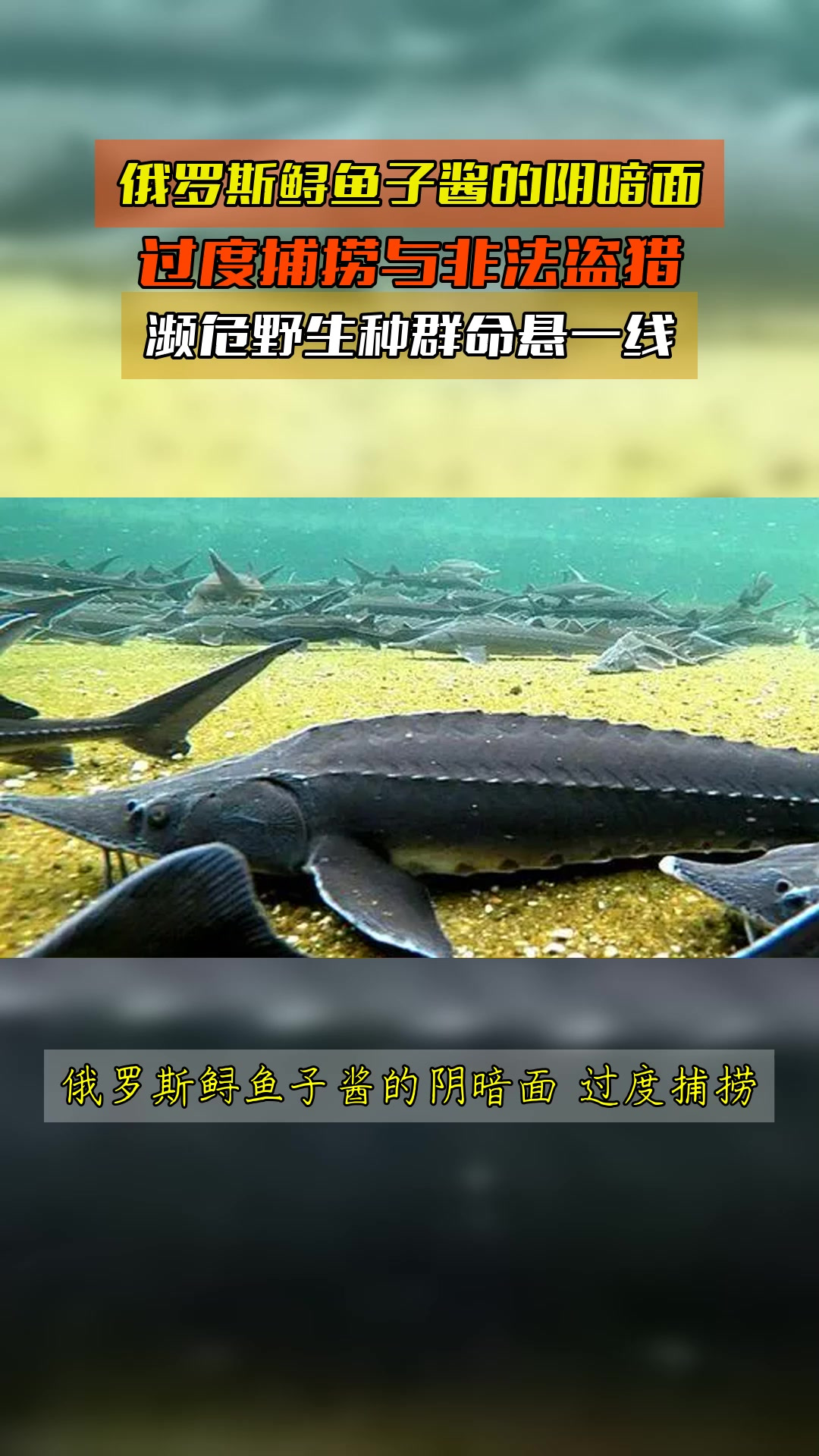 俄罗斯鲟鱼子酱的阴暗面,过度捕捞与非法盗猎,濒危野生种群命悬