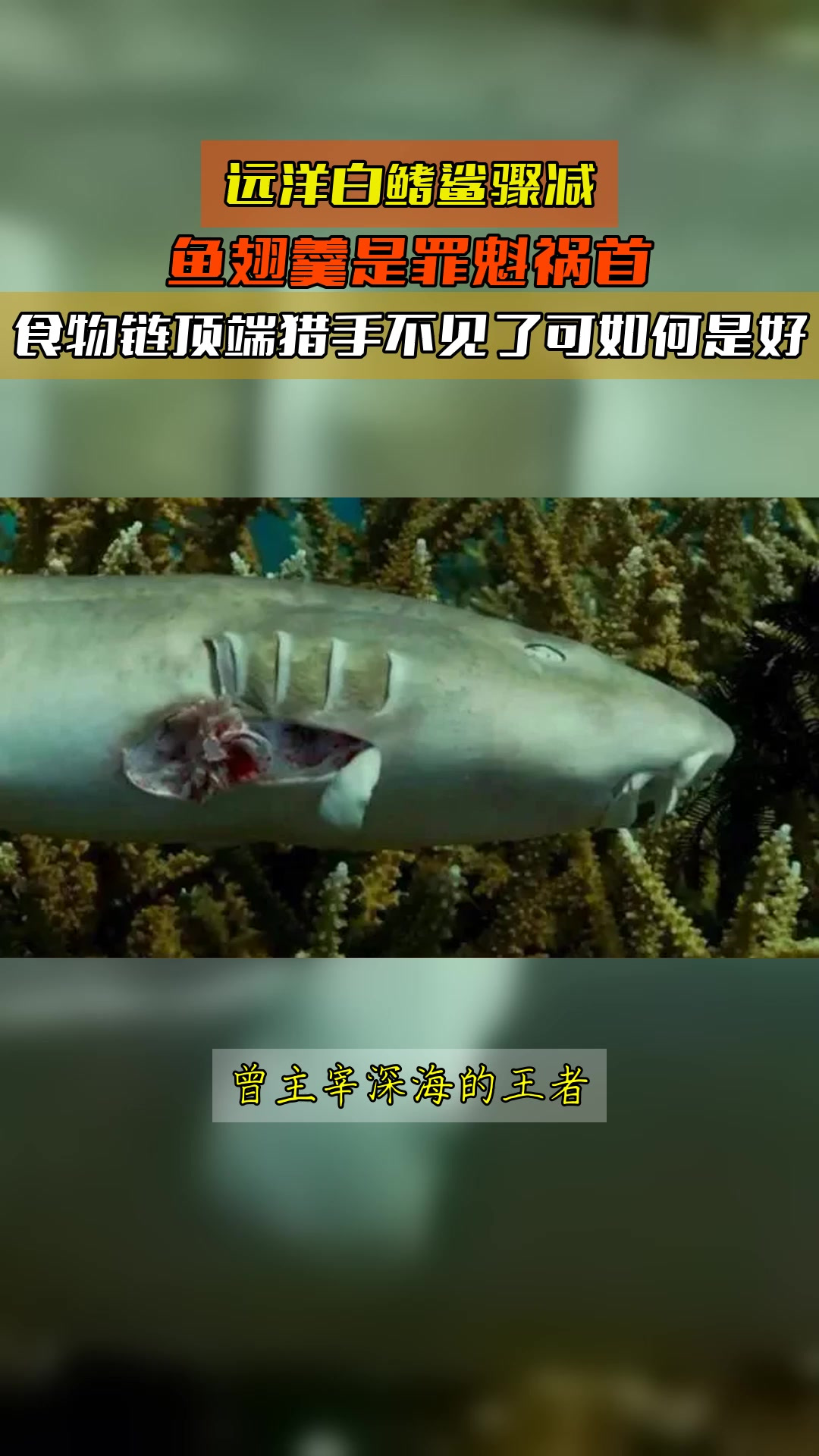 远洋白鳍鲨骤减,鱼翅羹是罪魁祸首,食物链顶端猎手不见了可如何