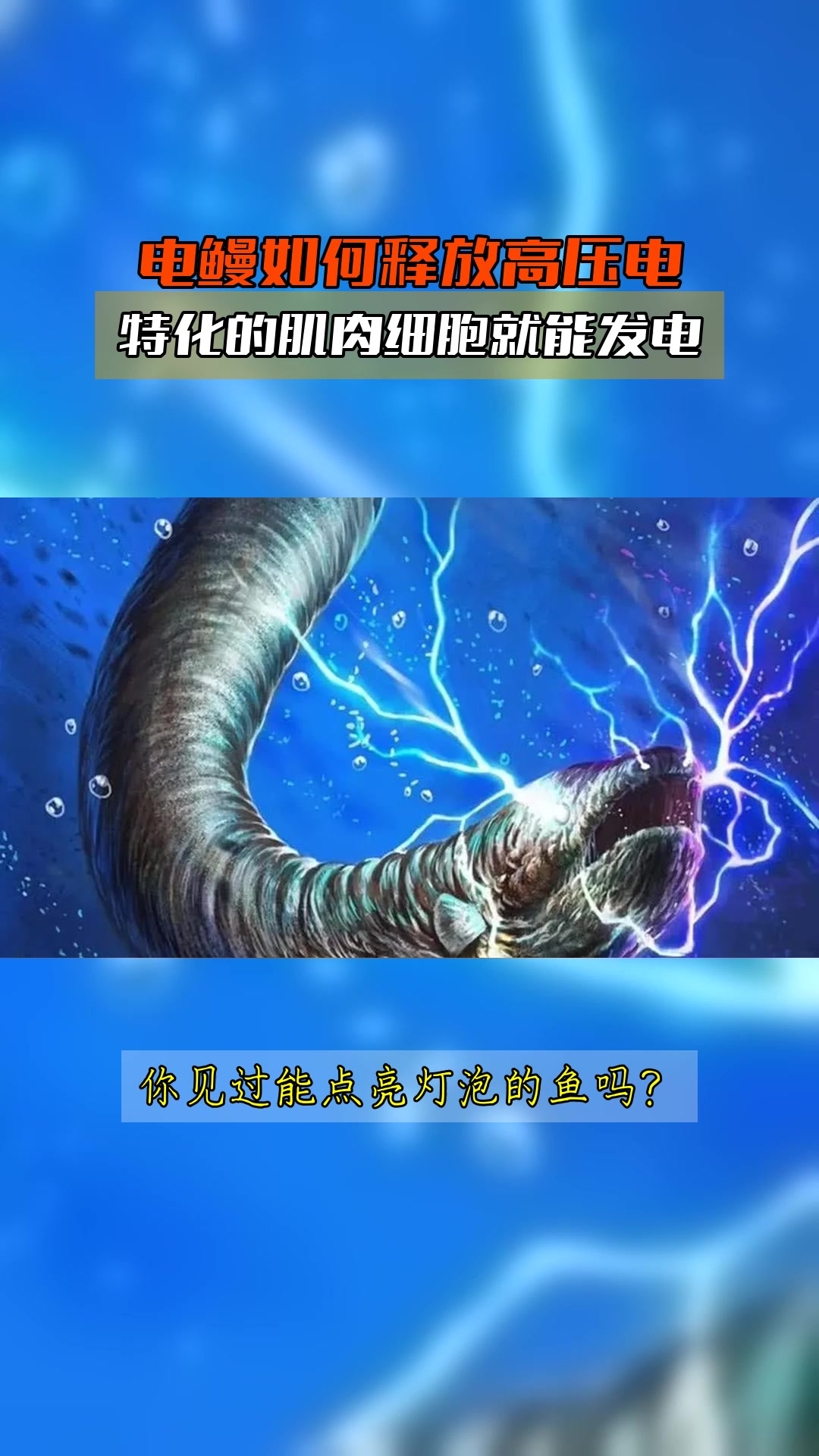 电鳗如何释放高压电,特化的肌肉细胞就能发电