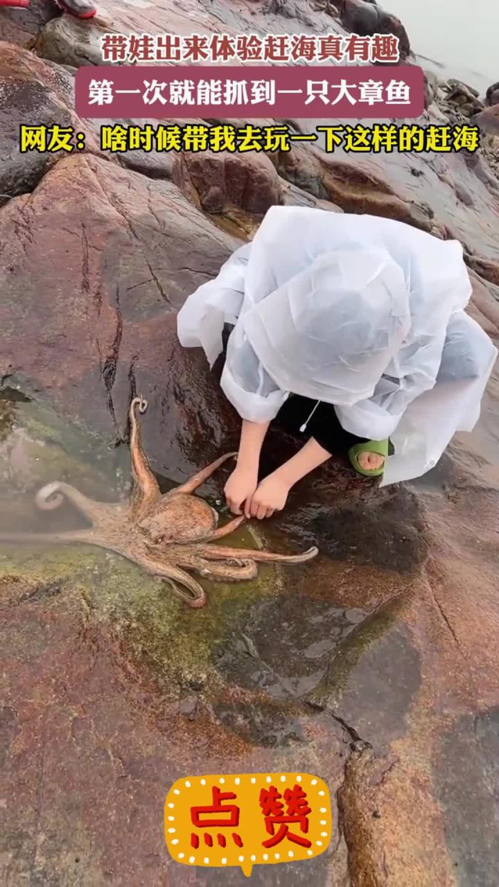 带娃出来体验赶海真有趣,第一次就能抓到一只大章鱼