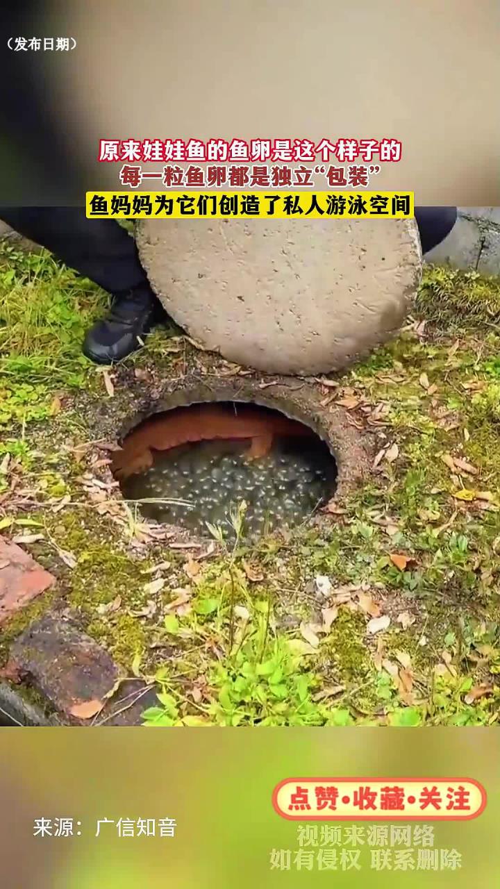 原来娃娃鱼的鱼卵是这个样子的,每一粒鱼卵都是独立“包装”
