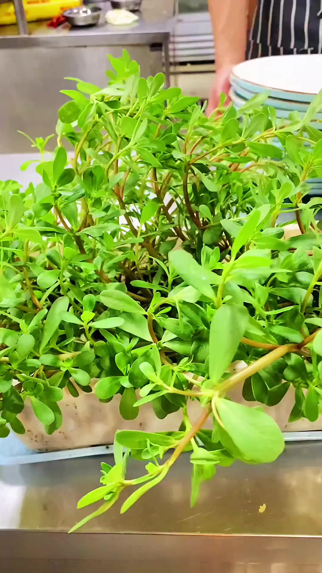 这个季节正是吃马齿菜的时候,马齿菜炒鸡蛋非常好吃