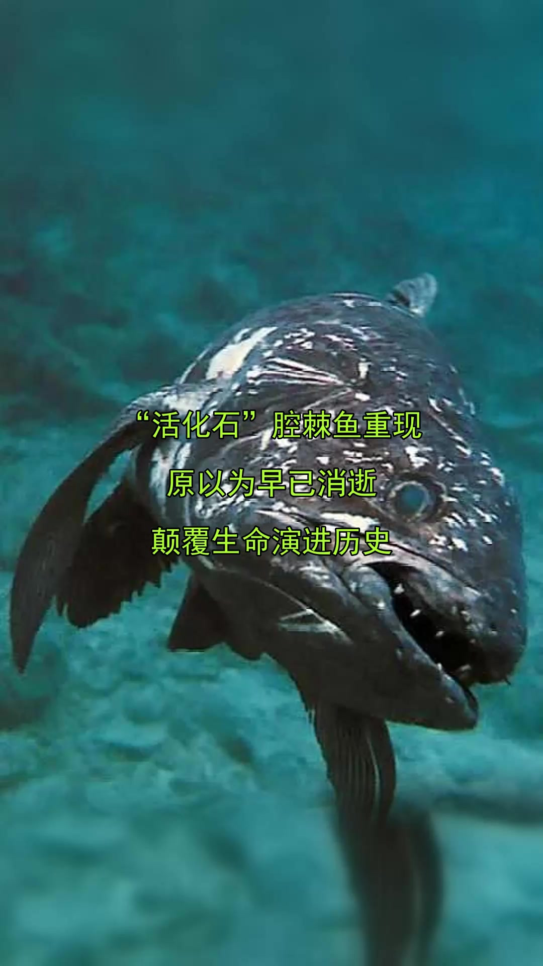 “活化石”腔棘鱼重现,原以为早已消逝,颠覆生命演进历史