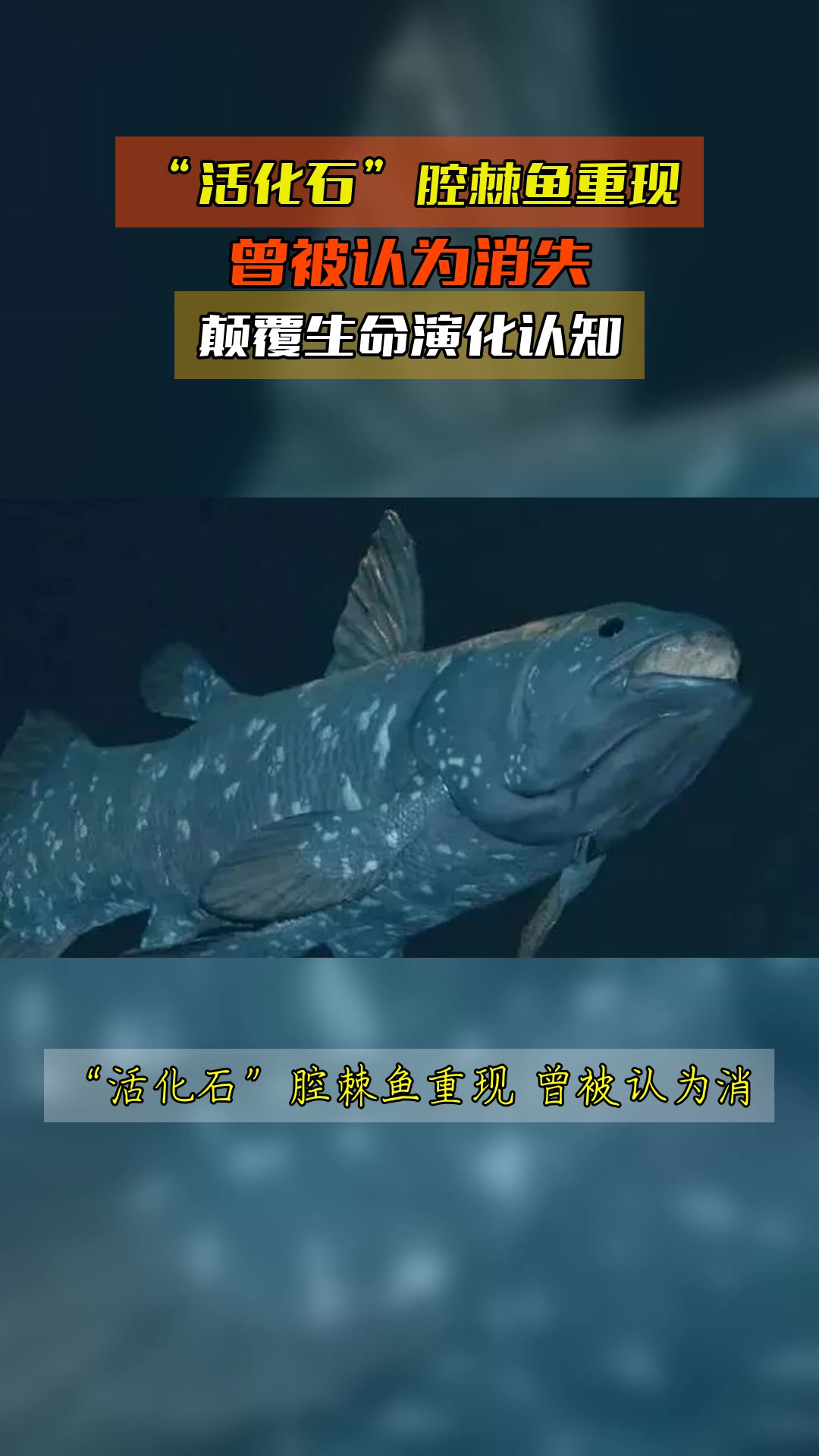“活化石”腔棘鱼重现,曾被认为消失,颠覆生命演化认知