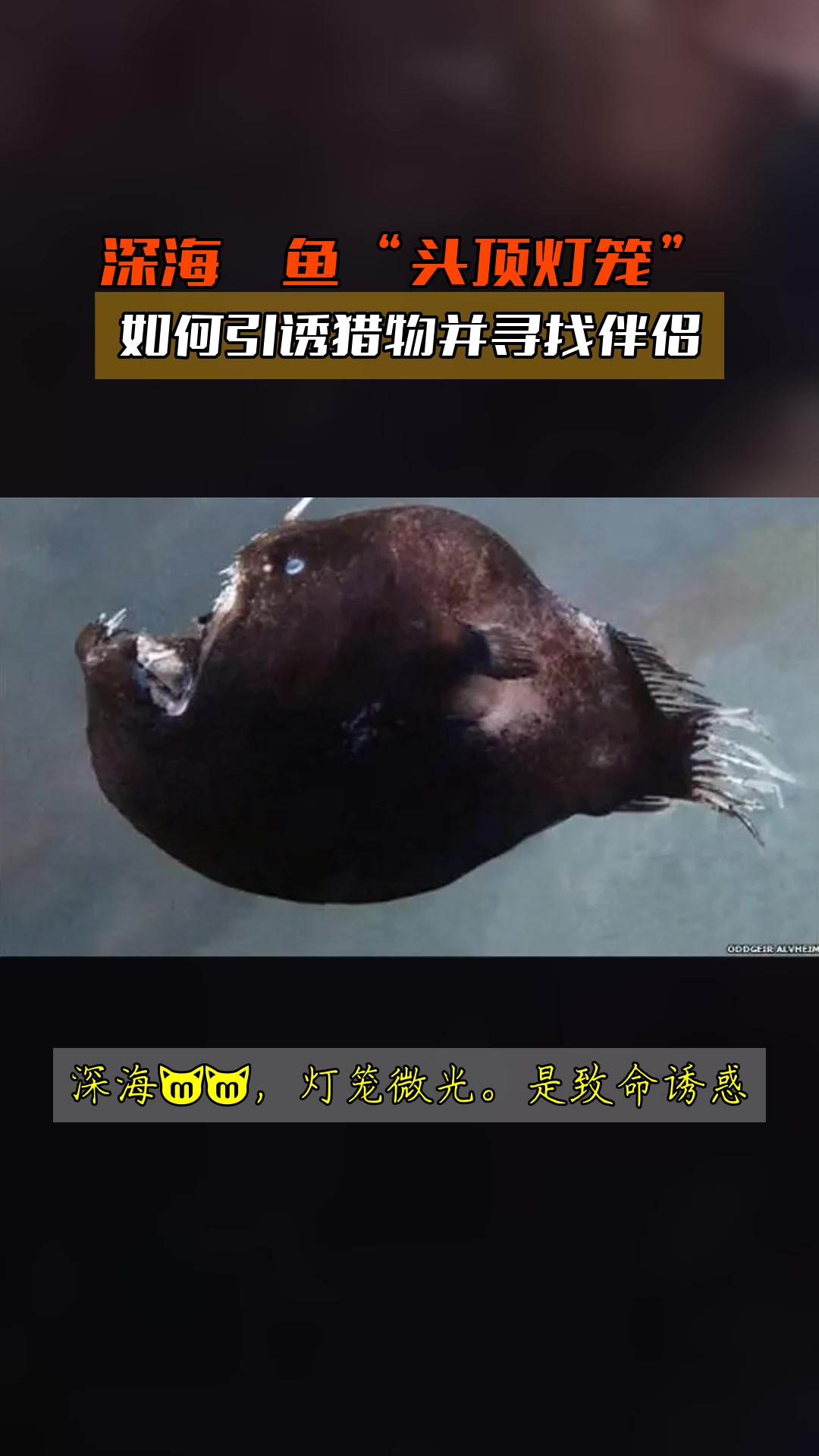 深海鮟鱇鱼“头顶灯笼”,如何引诱猎物并寻找伴侣