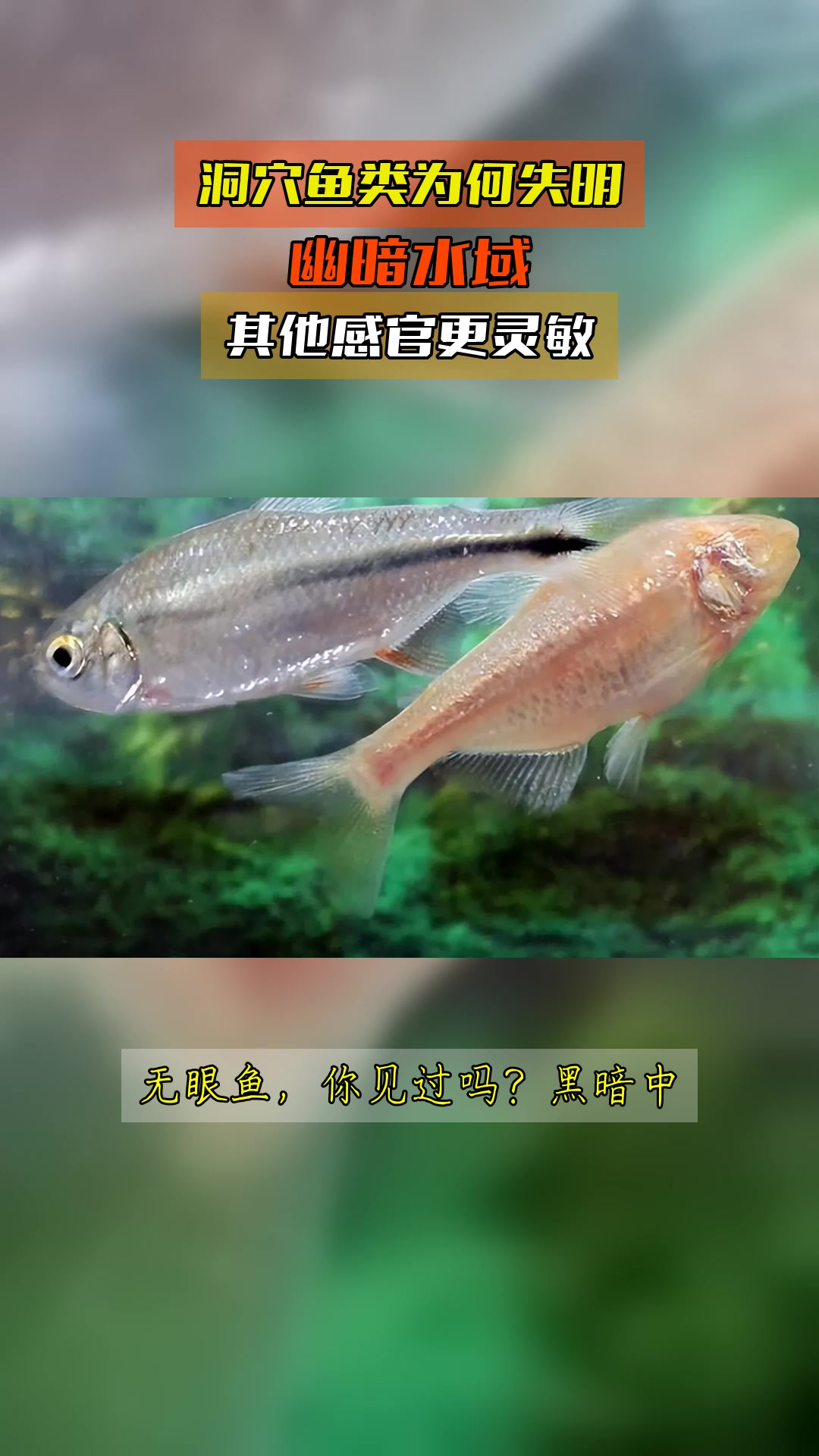 洞穴鱼类为何失明,幽暗水域,其他感官更灵敏