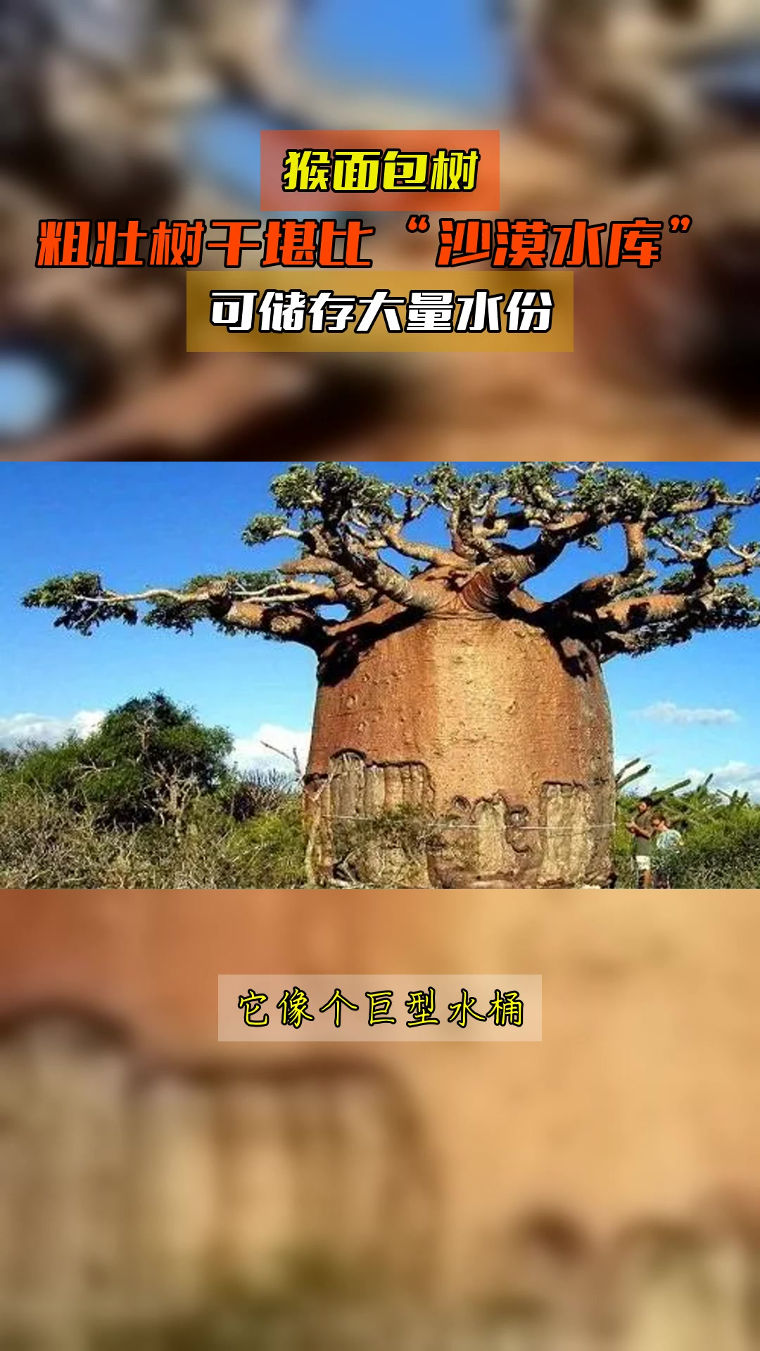 猴面包树,粗壮树干堪比“沙漠水库”,可储存大量水份