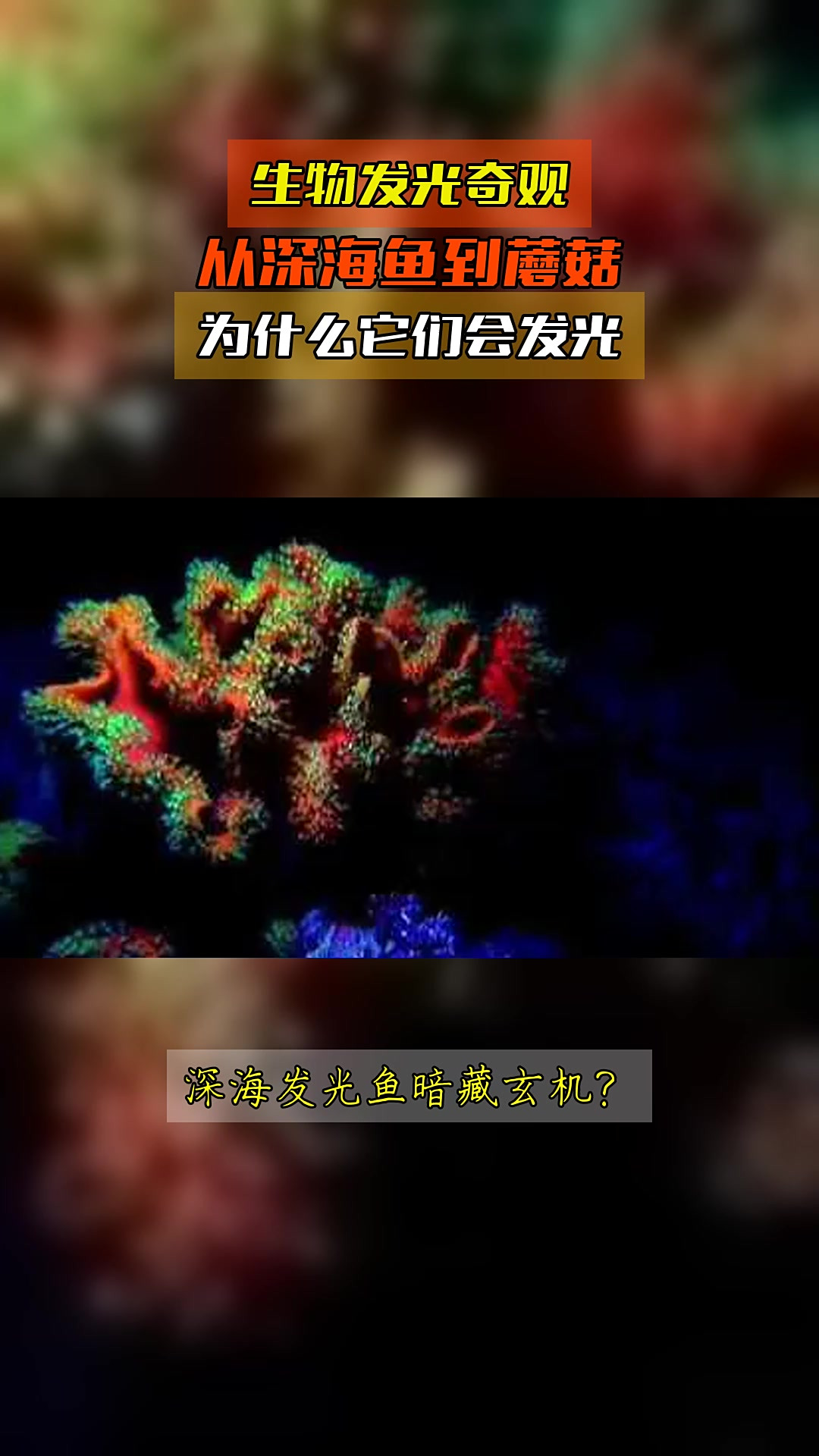 生物发光奇观，从深海鱼到蘑菇，为什么它们会发光
