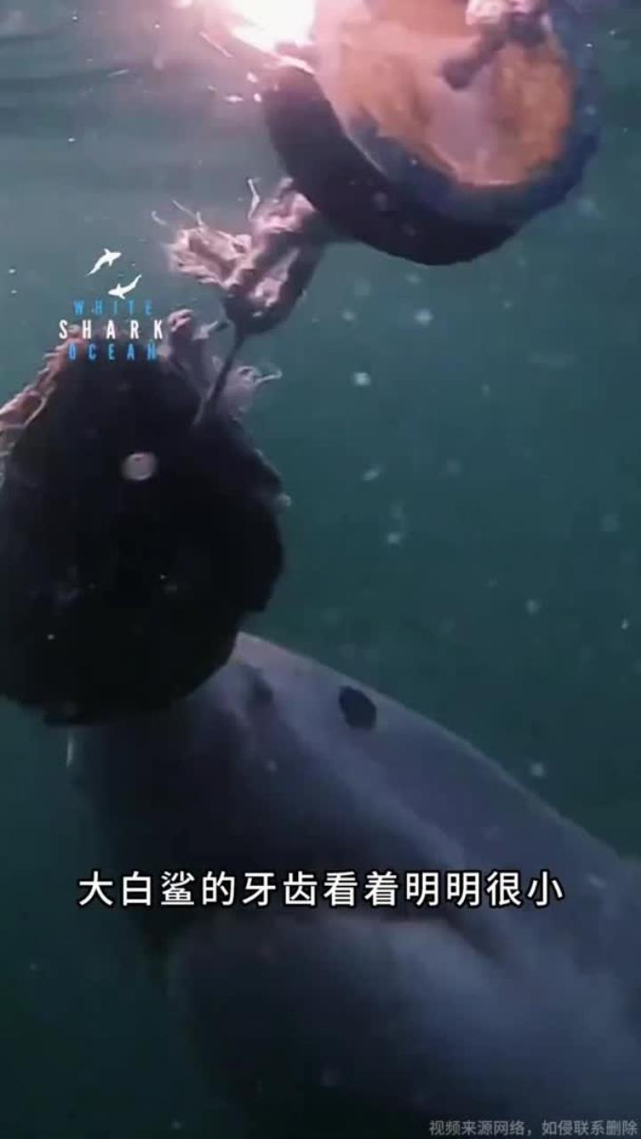 大白鲨牙齿看着很小为啥还是海洋最恐怖的鲨鱼