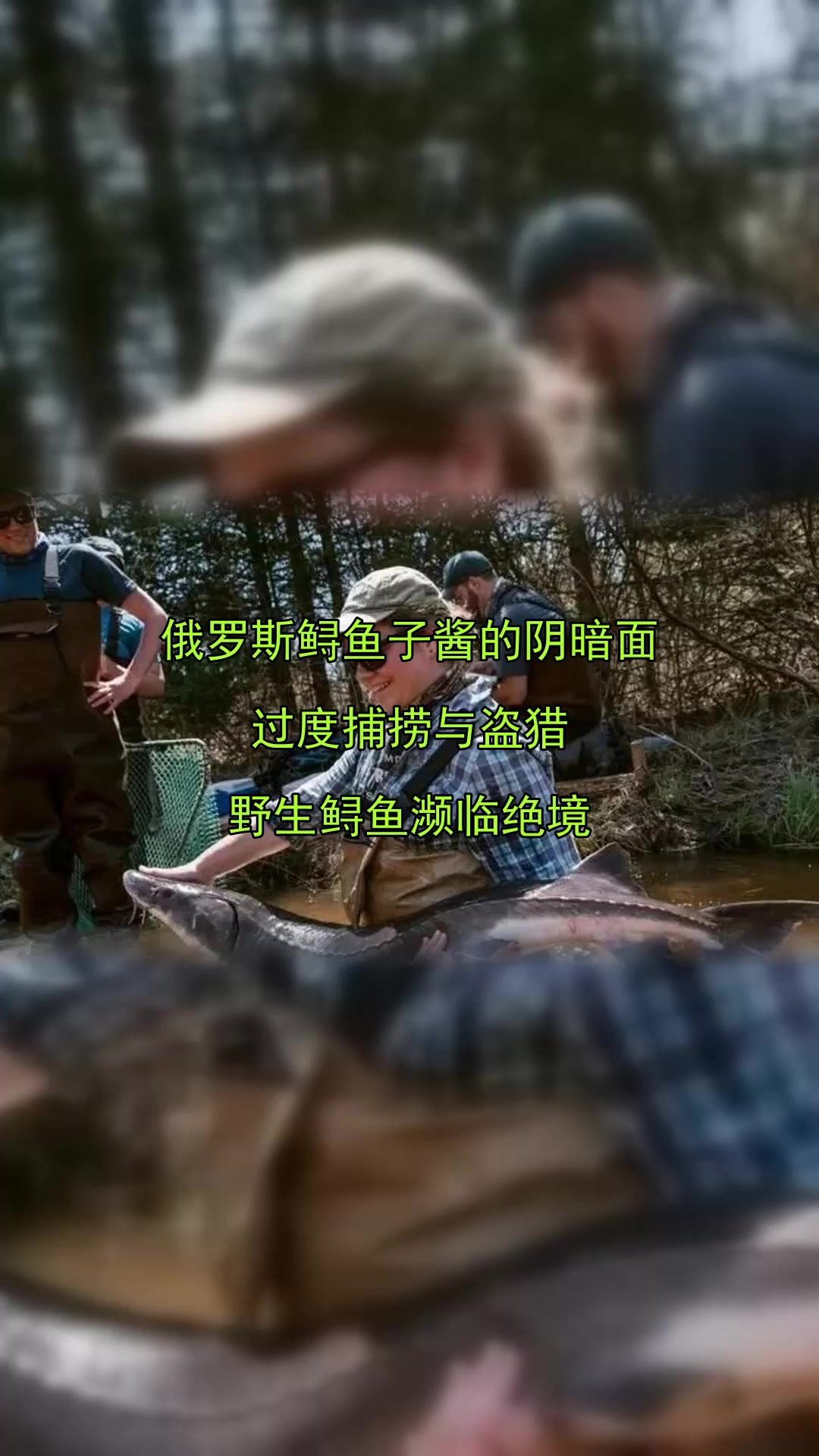 俄罗斯鲟鱼子酱的阴暗面,过度捕捞与盗猎,野生鲟鱼濒临绝境