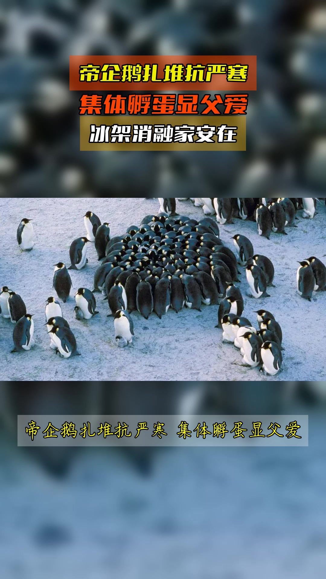 帝企鹅扎堆抗严寒,集体孵蛋显父爱,冰架消融家安在