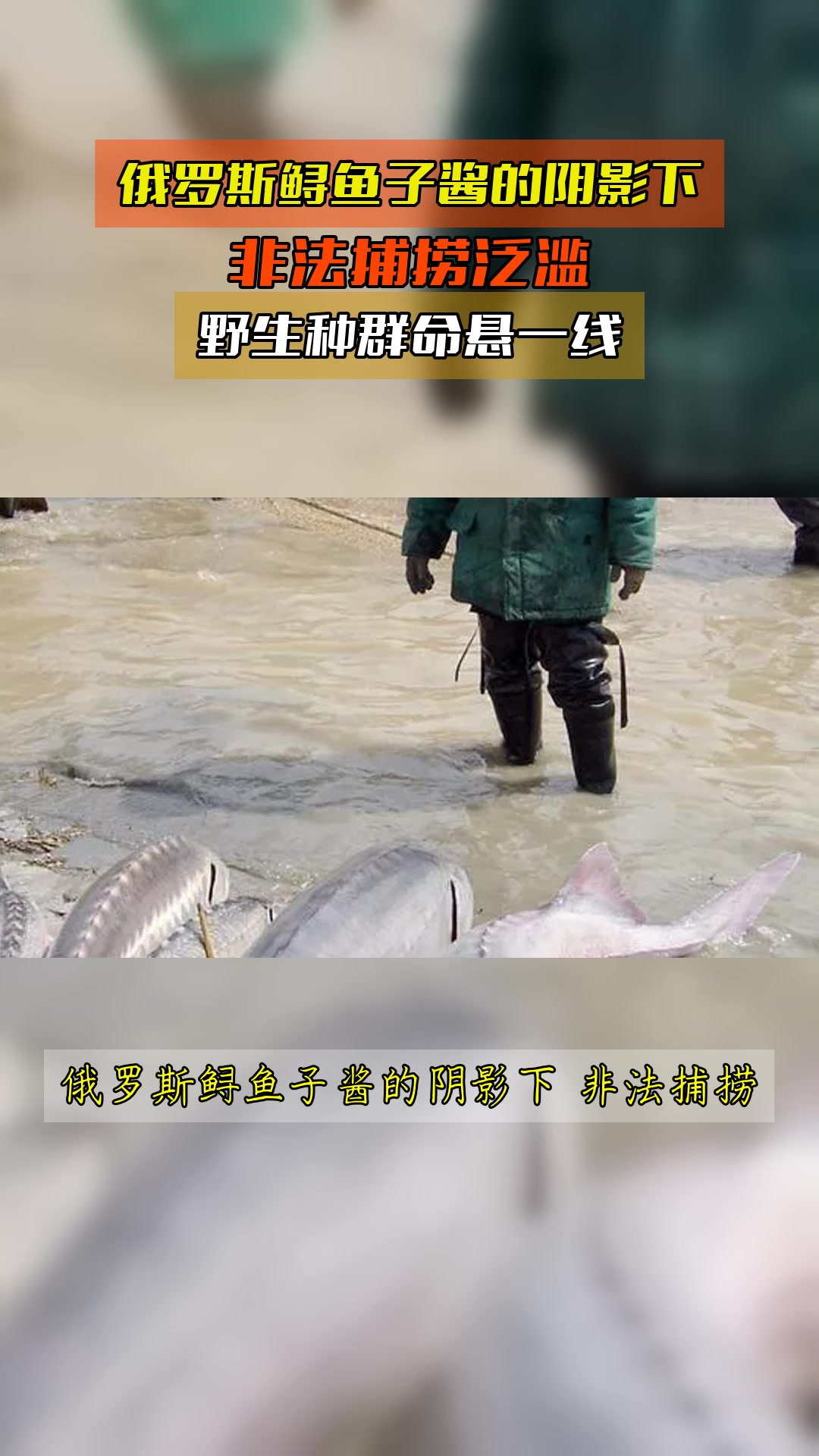 俄罗斯鲟鱼子酱的阴影下,非法捕捞泛滥,野生种群命悬一线