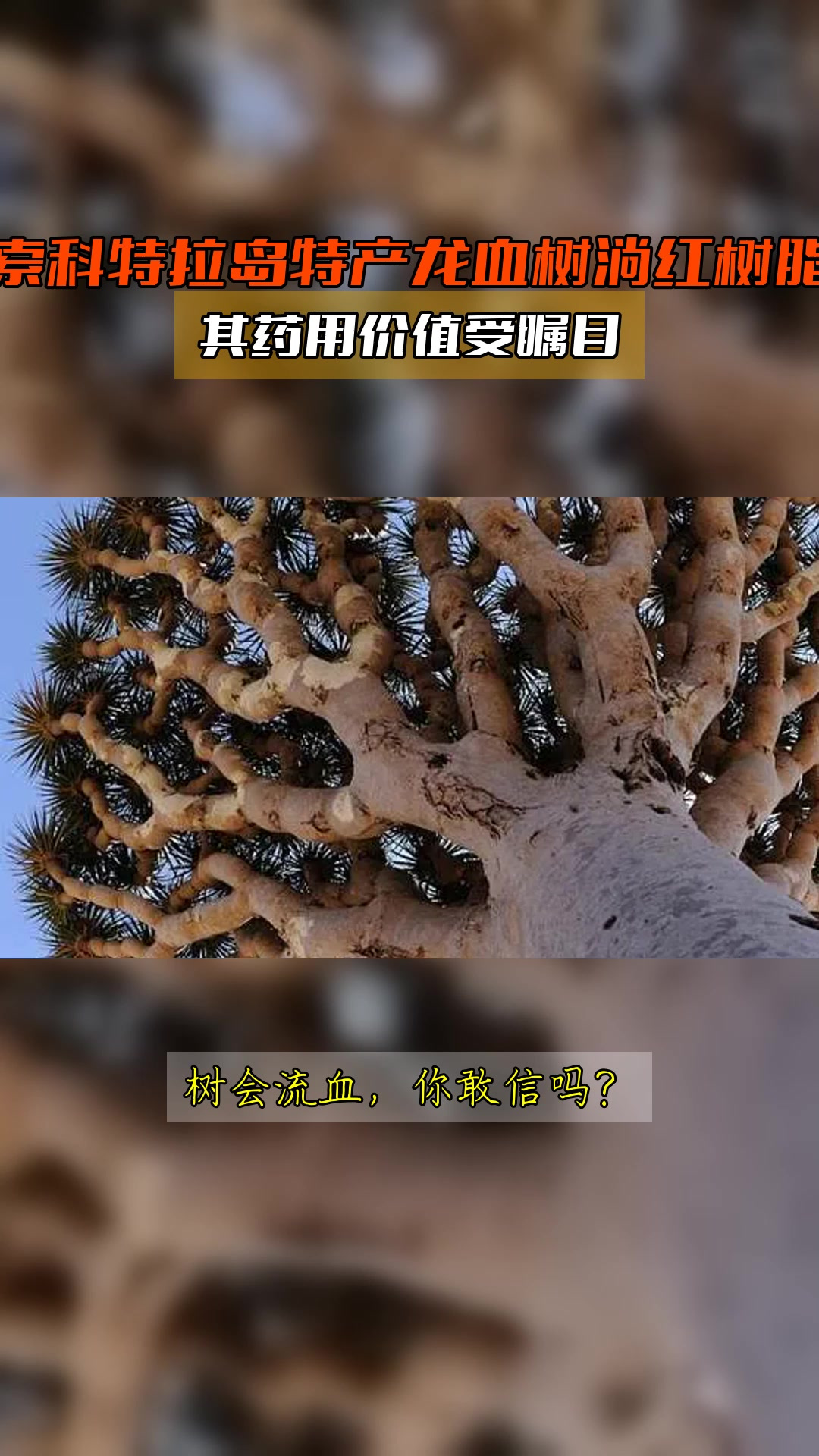 索科特拉岛特产龙血树淌红树脂,其药用价值受瞩目