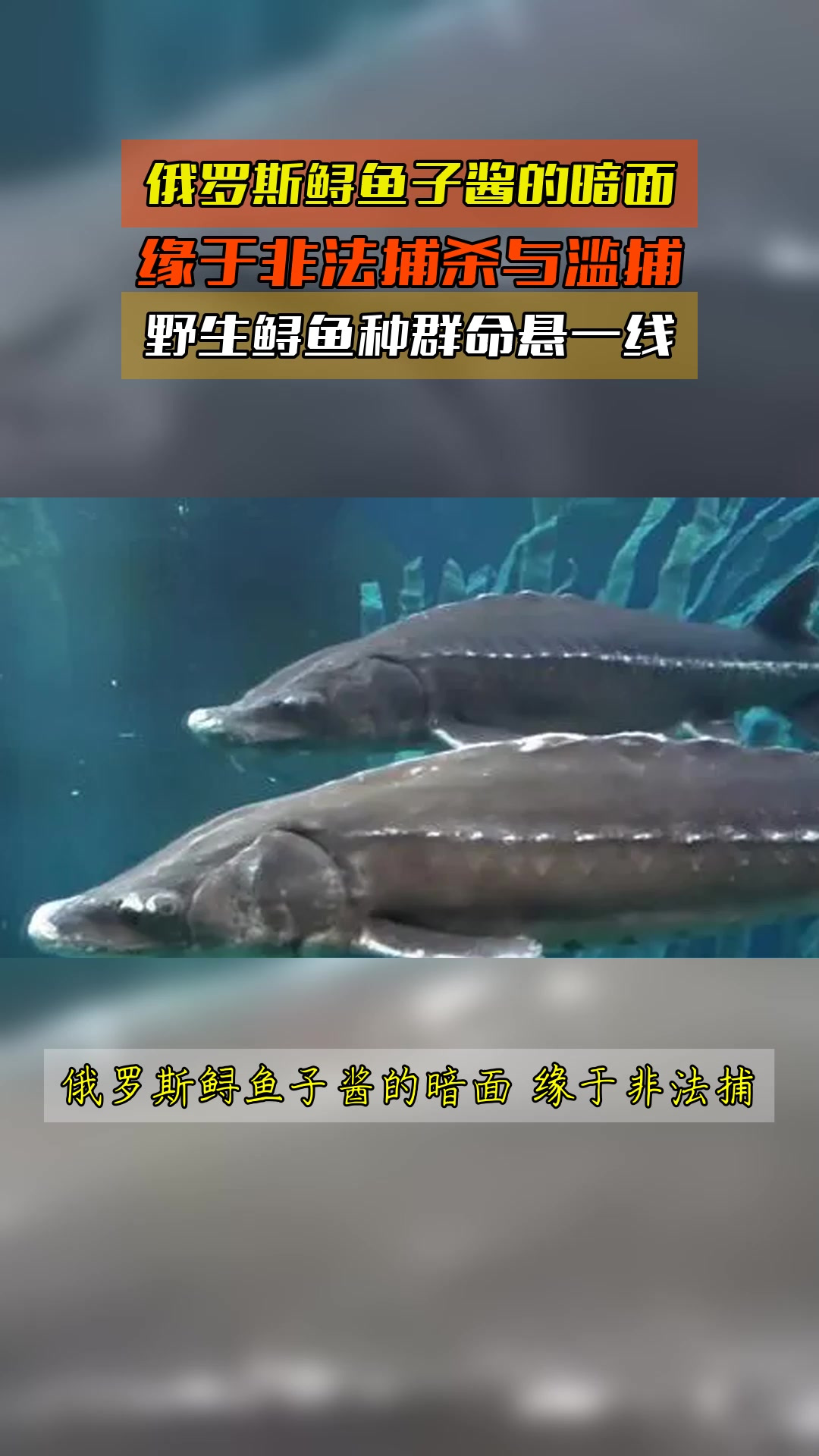 俄罗斯鲟鱼子酱的暗面,缘于非法捕杀与滥捕,野生鲟鱼种群命悬一