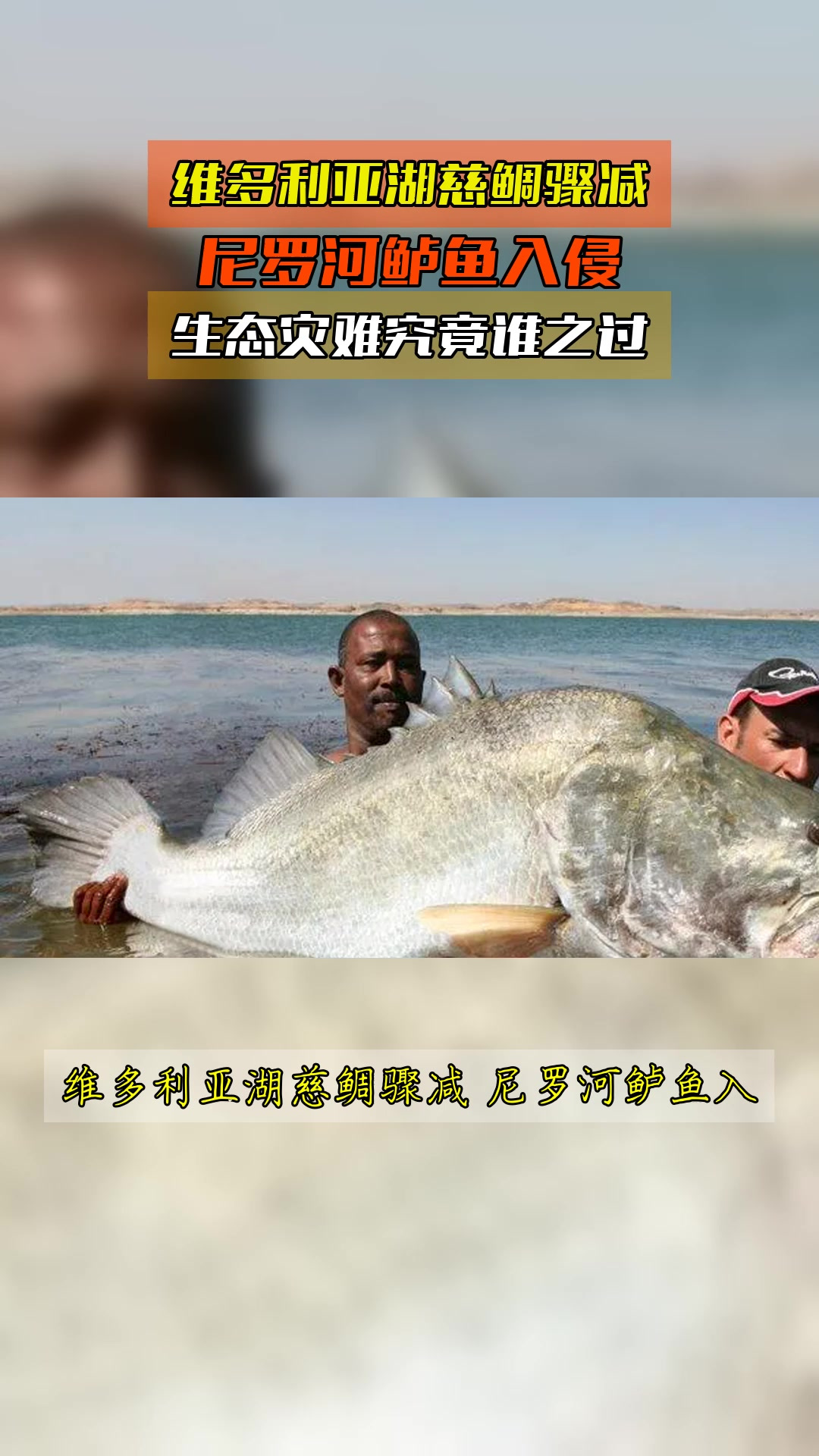 维多利亚湖慈鲷骤减,尼罗河鲈鱼入侵,生态灾难究竟谁之过