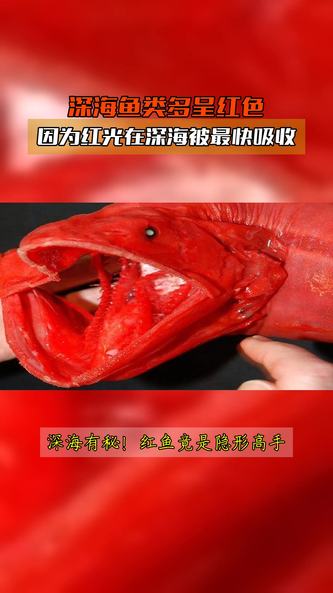 深海鱼类多呈红色,因为红光在深海被最快吸收