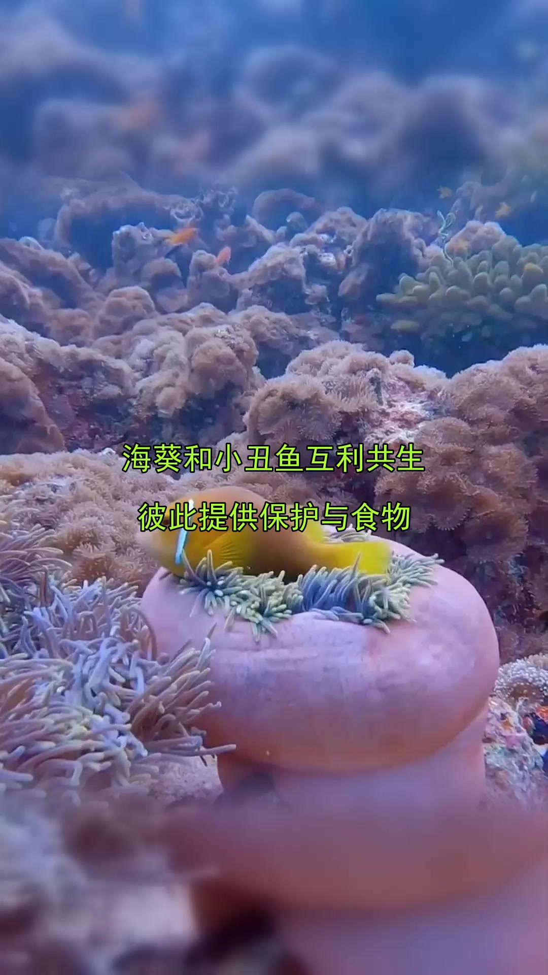 海葵和小丑鱼互利共生,彼此提供保护与食物
