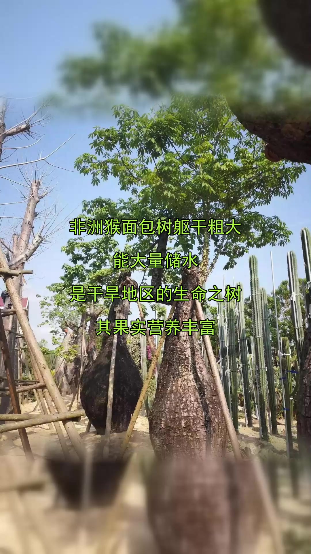 非洲猴面包树躯干粗大,能大量储水,是干旱地区的生命之树,其果