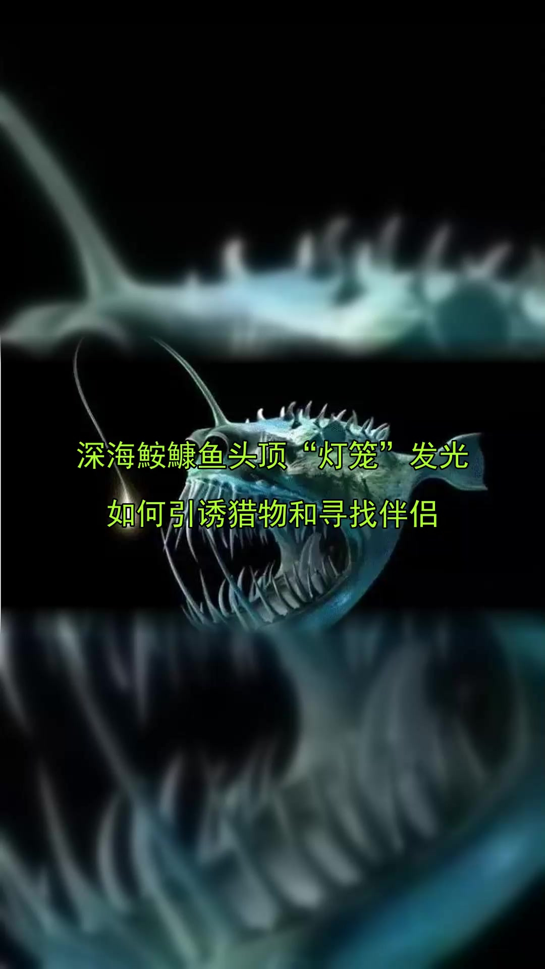 深海鮟鱇鱼头顶“灯笼”发光，如何引诱猎物和寻找伴侣