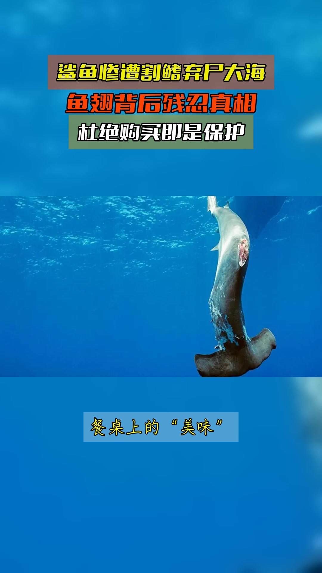 鲨鱼惨遭割鳍弃尸大海，鱼翅背后残忍真相，杜绝购买即是保护