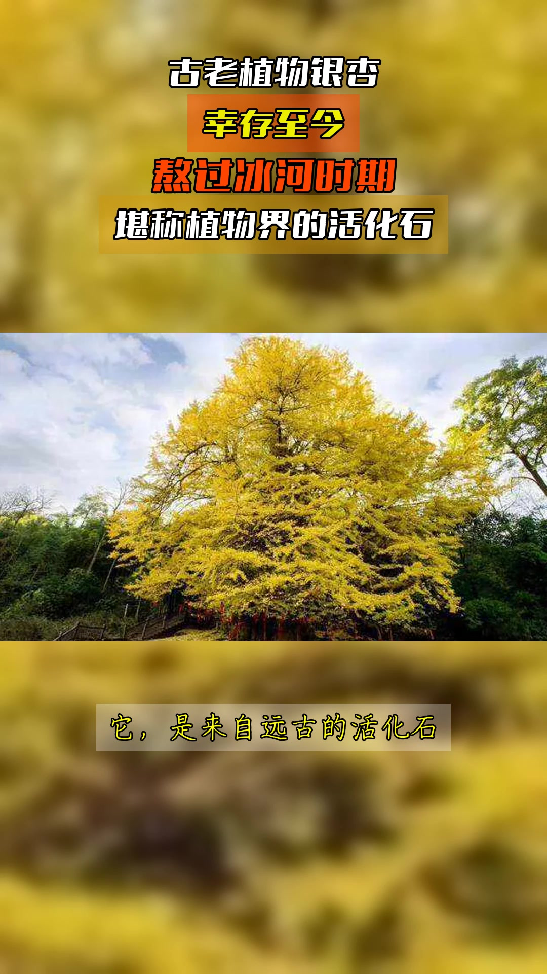 古老植物银杏,幸存至今,熬过冰河时期,堪称植物界的活化石