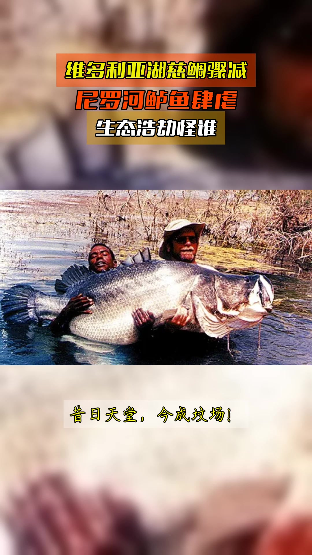 维多利亚湖慈鲷骤减,尼罗河鲈鱼肆虐,生态浩劫怪谁