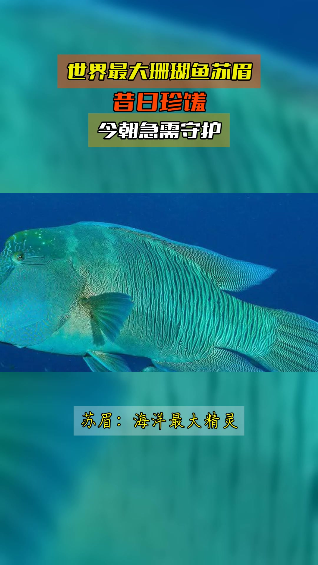 世界最大珊瑚鱼苏眉,昔日珍馐,今朝急需守护