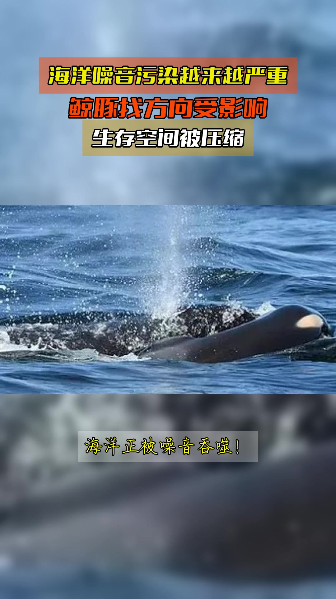 海洋噪音污染越来越严重,鲸豚找方向受影响,生存空间被压缩
