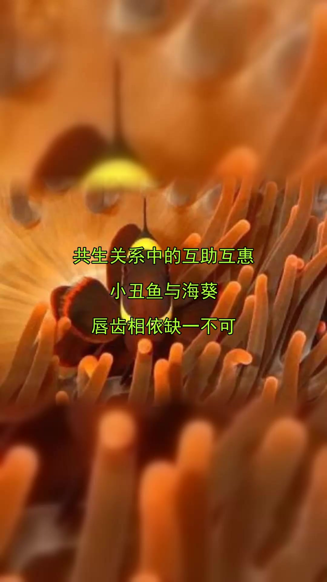 共生关系中的互助互惠,小丑鱼与海葵,唇齿相依缺一不可
