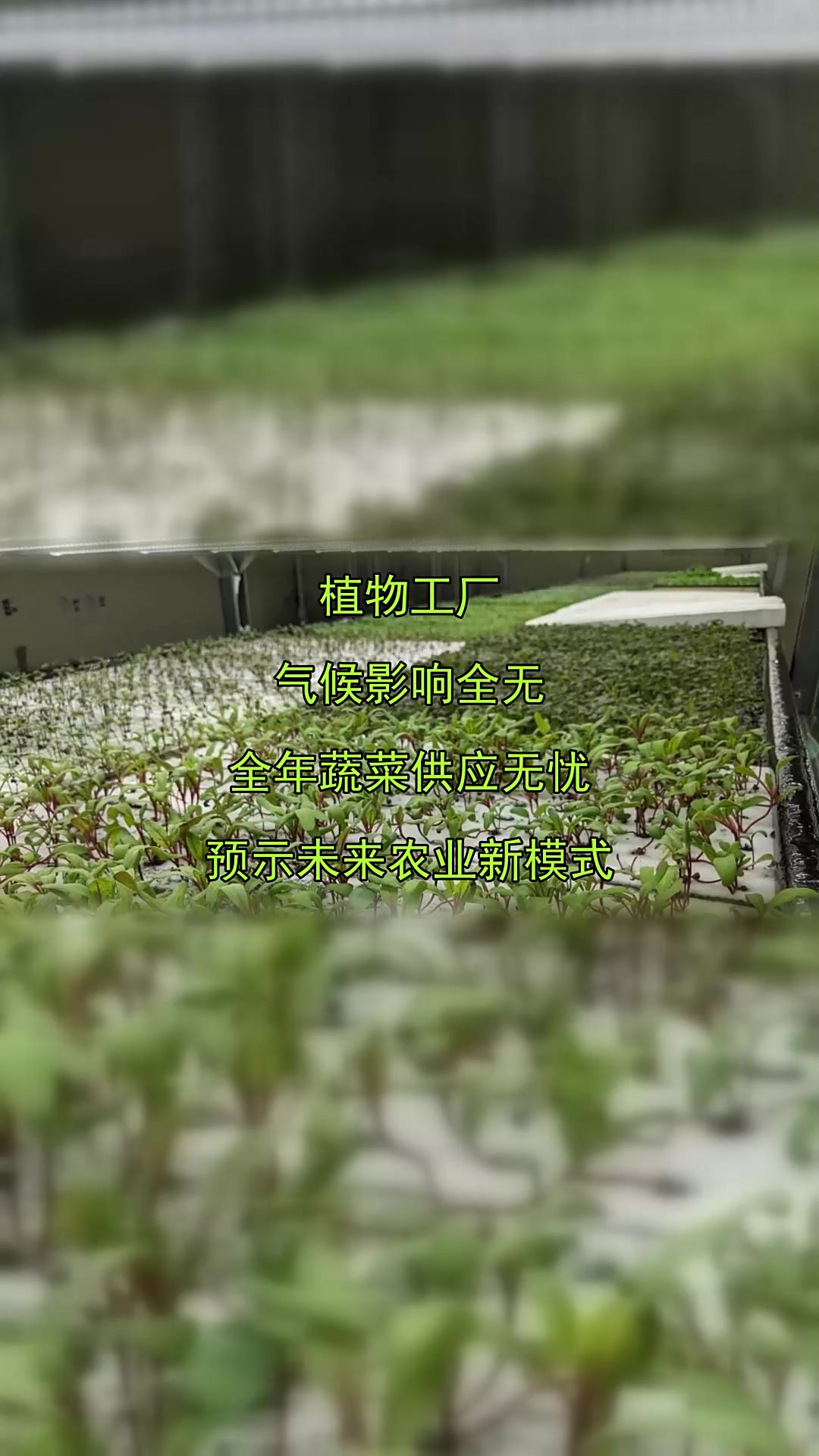 植物工厂，气候影响全无，全年蔬菜供应无忧，预示未来农业新模式