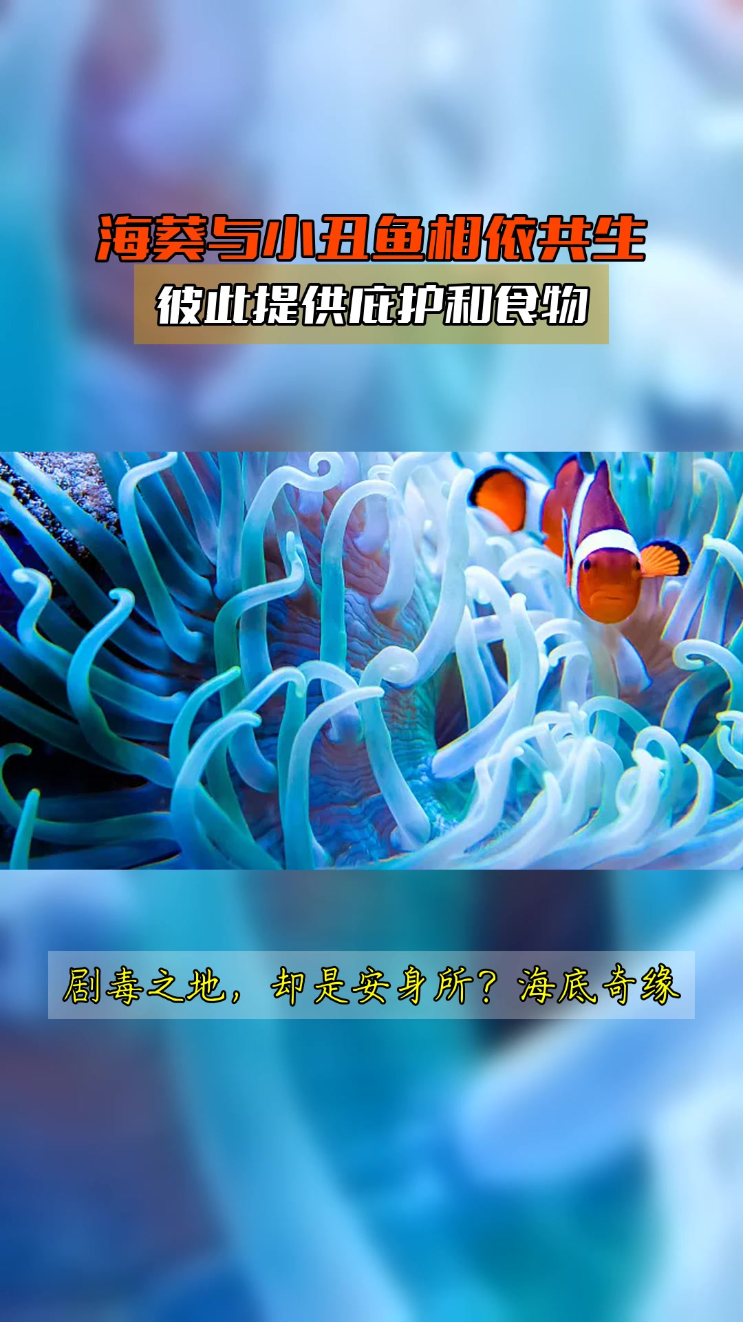 海葵与小丑鱼相依共生,彼此提供庇护和食物