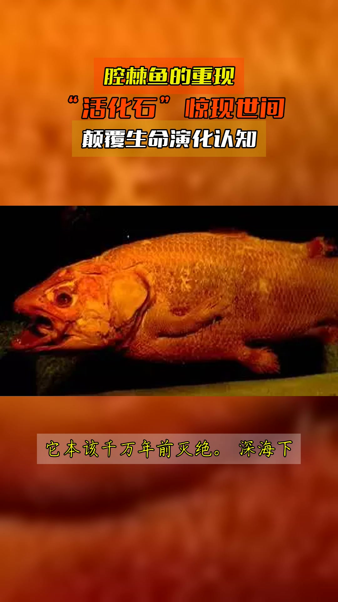 腔棘鱼的重现，“活化石”惊现世间，颠覆生命演化认知