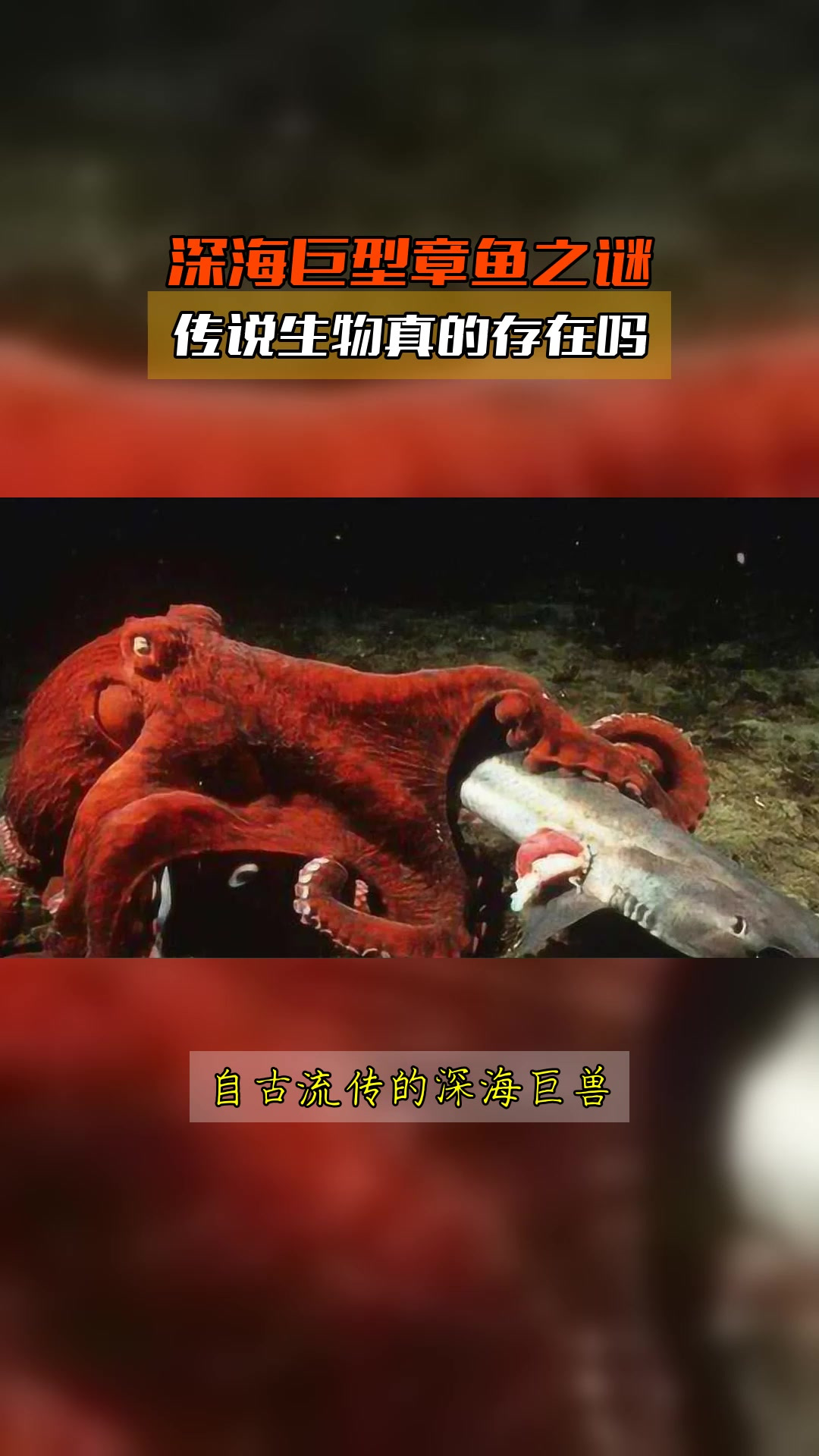 深海巨型章鱼之谜,传说生物真的存在吗