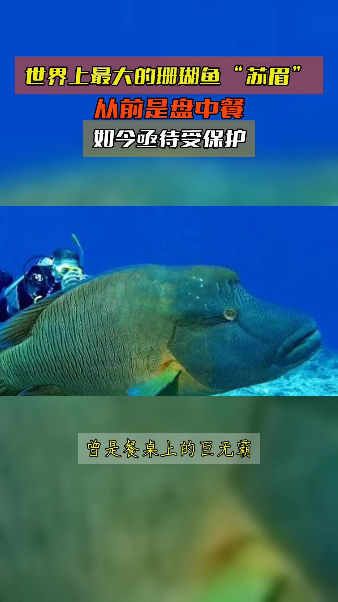 世界上最大的珊瑚鱼“苏眉”,从前是盘中餐,如今亟待受保护