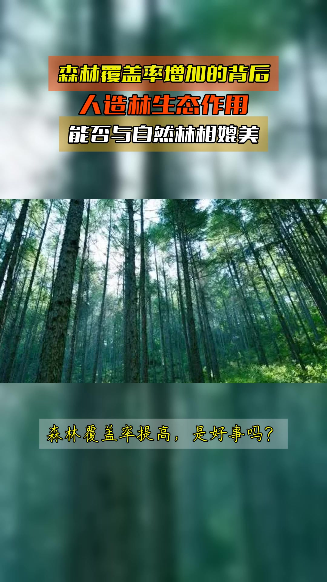 森林覆盖率增加的背后,人造林生态作用,能否与自然林相媲美