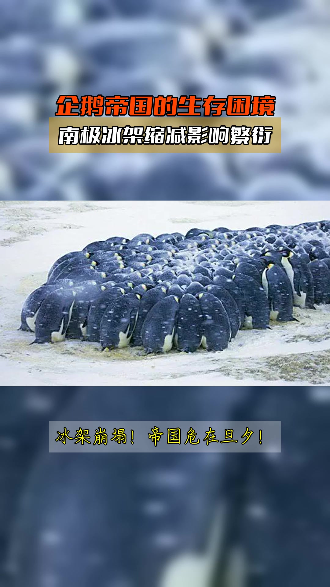 企鹅帝国的生存困境,南极冰架缩减影响繁衍
