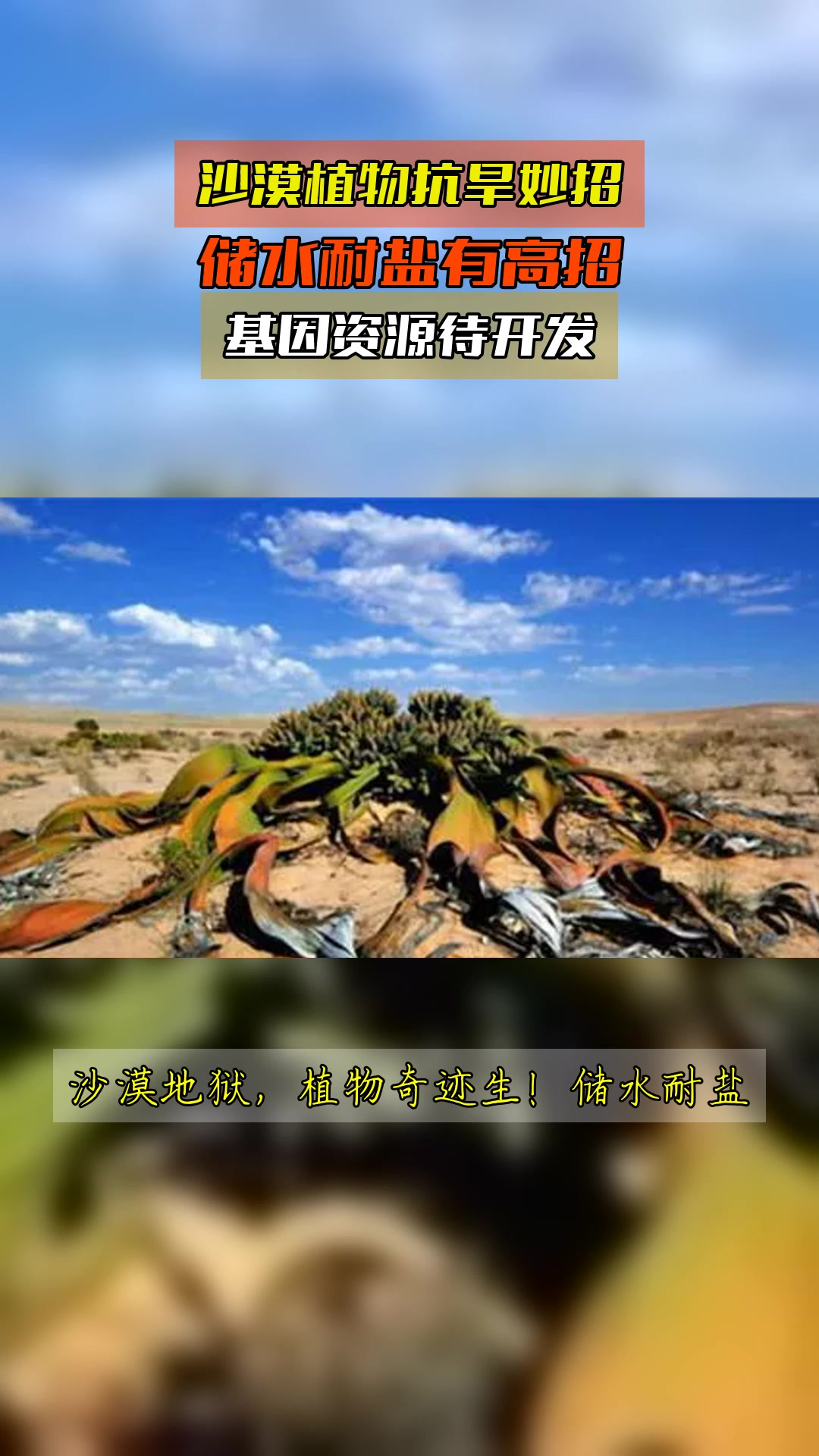 沙漠植物抗旱妙招，储水耐盐有高招，基因资源待开发