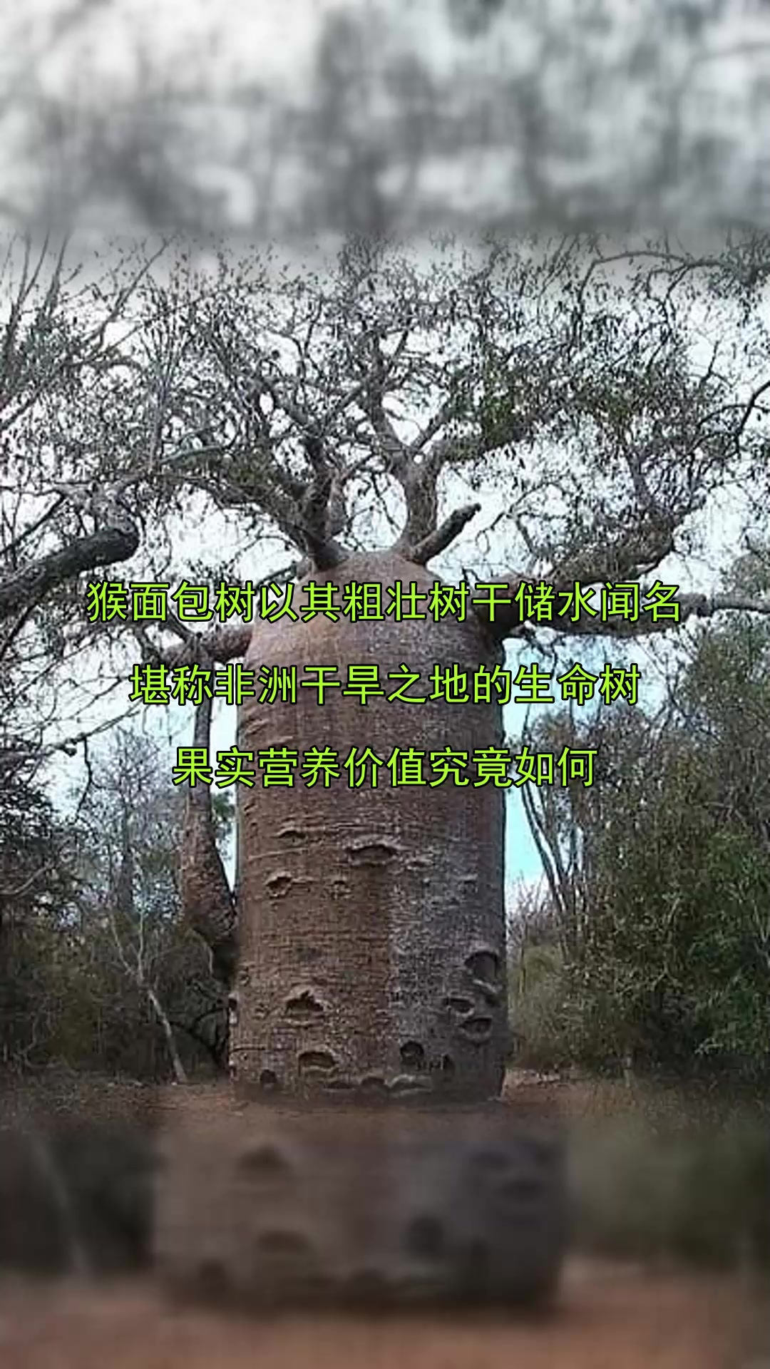 猴面包树以其粗壮树干储水闻名,堪称非洲干旱之地的生命树,果实