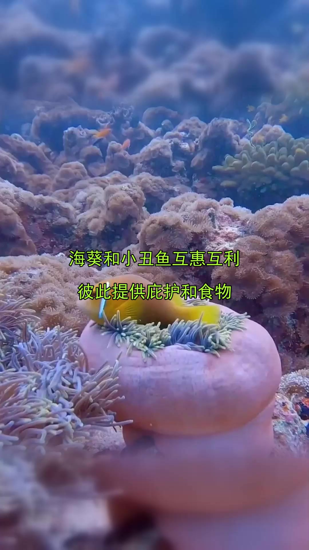 海葵和小丑鱼互惠互利,彼此提供庇护和食物