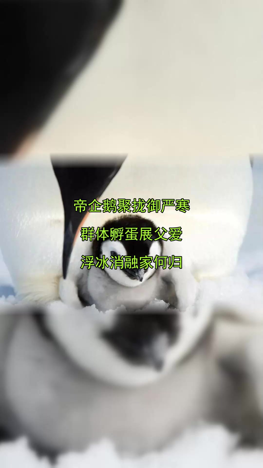 帝企鹅聚拢御严寒,群体孵蛋展父爱,浮冰消融家何归