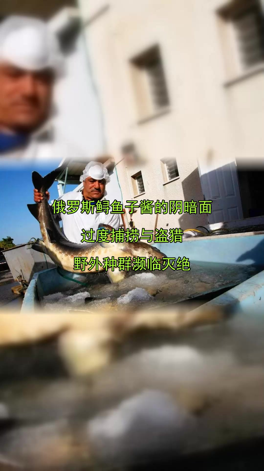 俄罗斯鲟鱼子酱的阴暗面,过度捕捞与盗猎,野外种群濒临灭绝