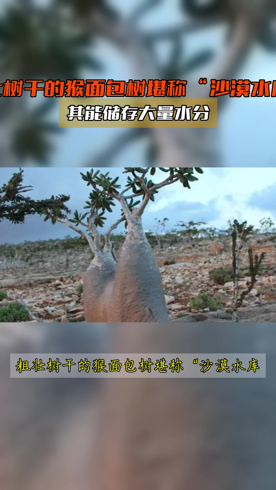 粗壮树干的猴面包树堪称“沙漠水库”,其能储存大量水分