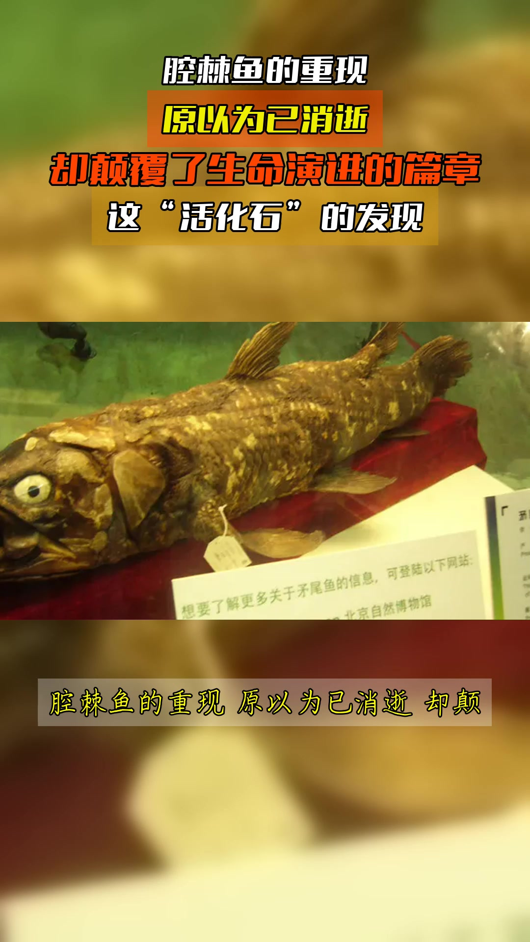 腔棘鱼的重现，原以为已消逝，却颠覆了生命演进的篇章，这活化