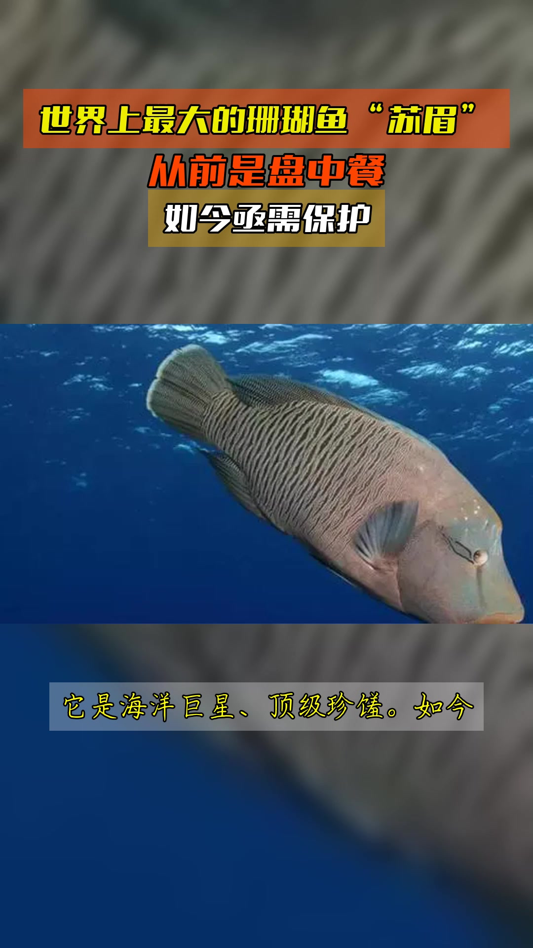 世界上最大的珊瑚鱼“苏眉”,从前是盘中餐,如今亟需保护