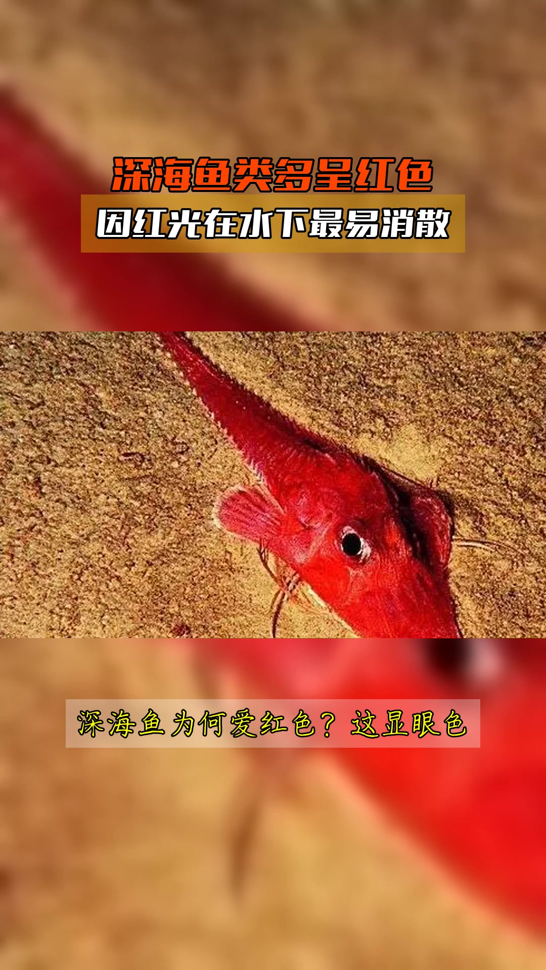 深海鱼类多呈红色,因红光在水下最易消散