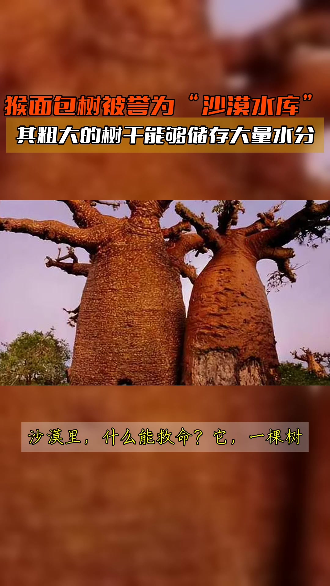 猴面包树被誉为“沙漠水库”,其粗大的树干能够储存大量水分