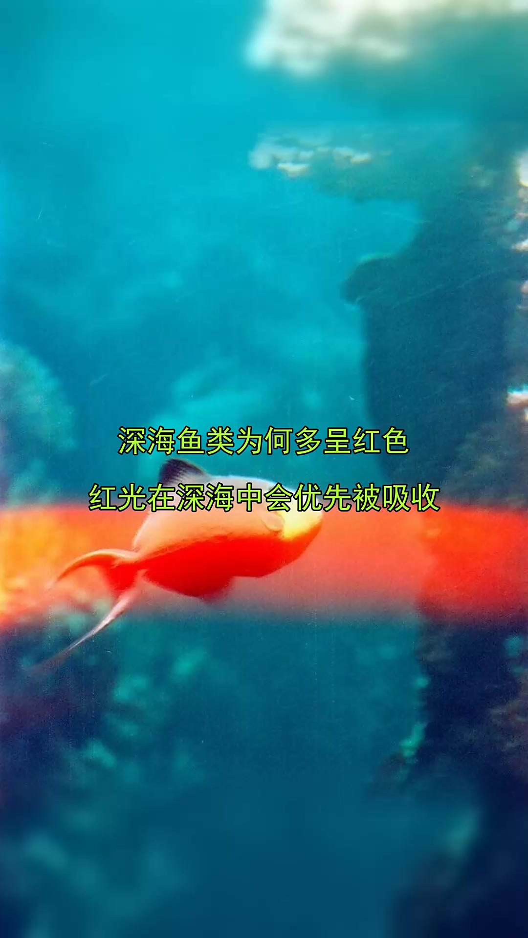 深海鱼类为何多呈红色，红光在深海中会优先被吸收