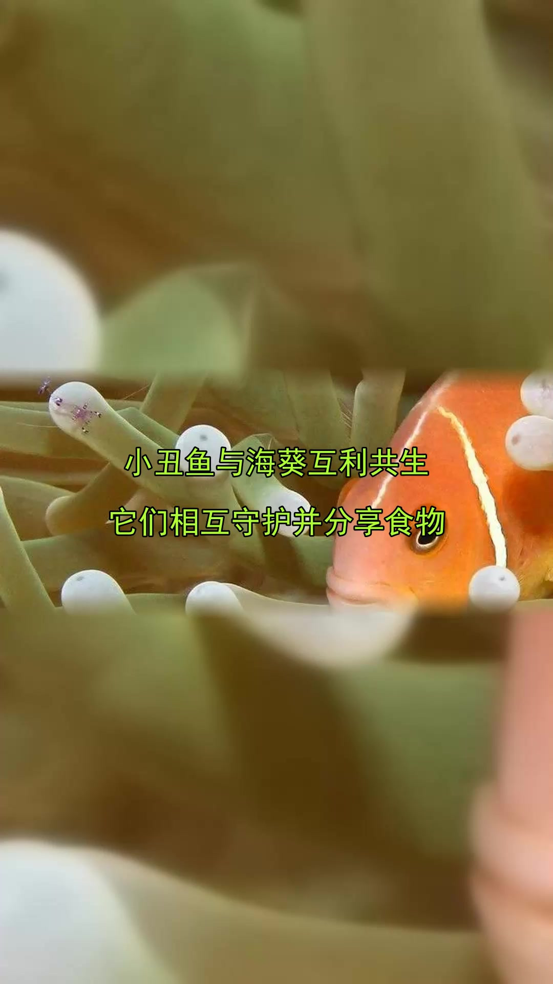 小丑鱼与海葵互利共生,它们相互守护并分享食物